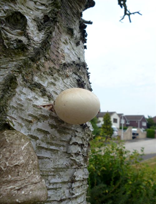A young fruiting body emerging from a lenticel band on a dead silver birch in Billericay, Essex